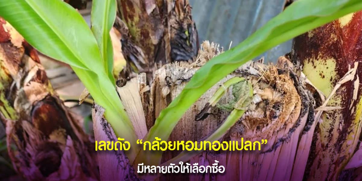 เลขสวย กล้วยหอมทองแปลก