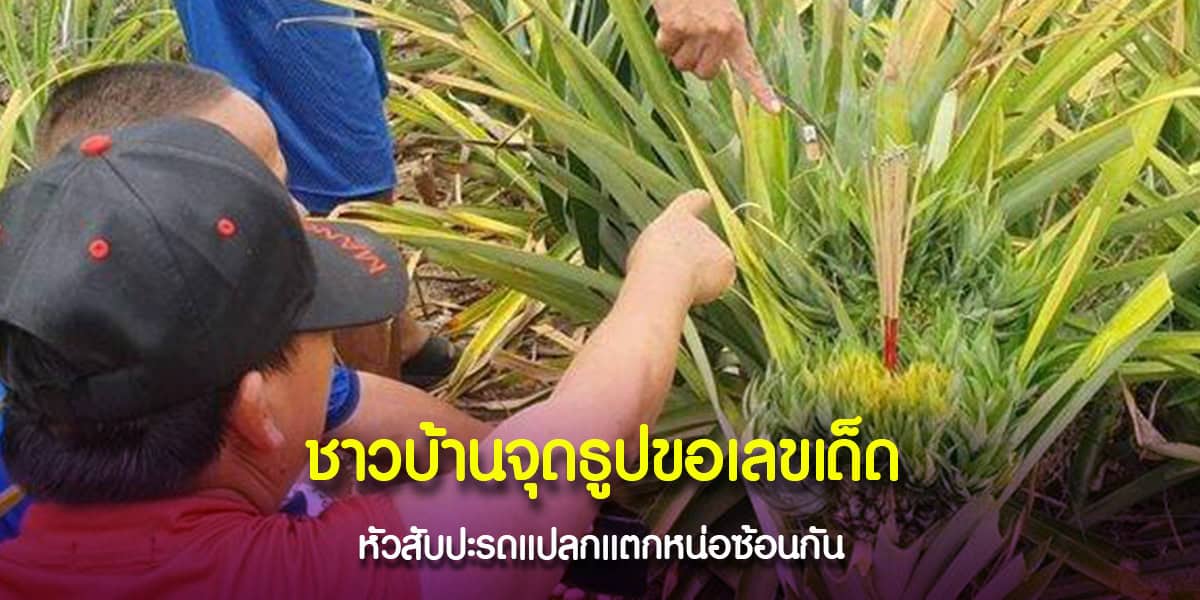 สับปะรดประหลาดออกหน่อสองชั้น